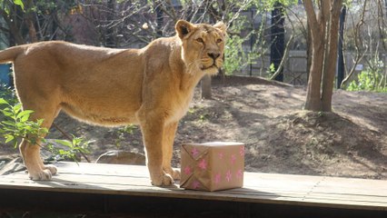 London Zoo’s Lion Cubs Celebrate an Early Mother’s Day