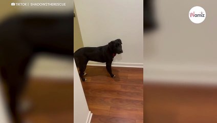 Hund wartet vor der Tür vom Nachbarn: Was gleich passiert, begeistert Millionen Menschen