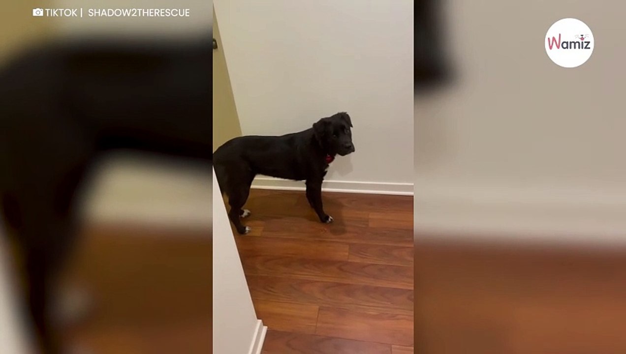 Hund wartet vor der Tür vom Nachbarn: Was gleich passiert, begeistert Millionen Menschen