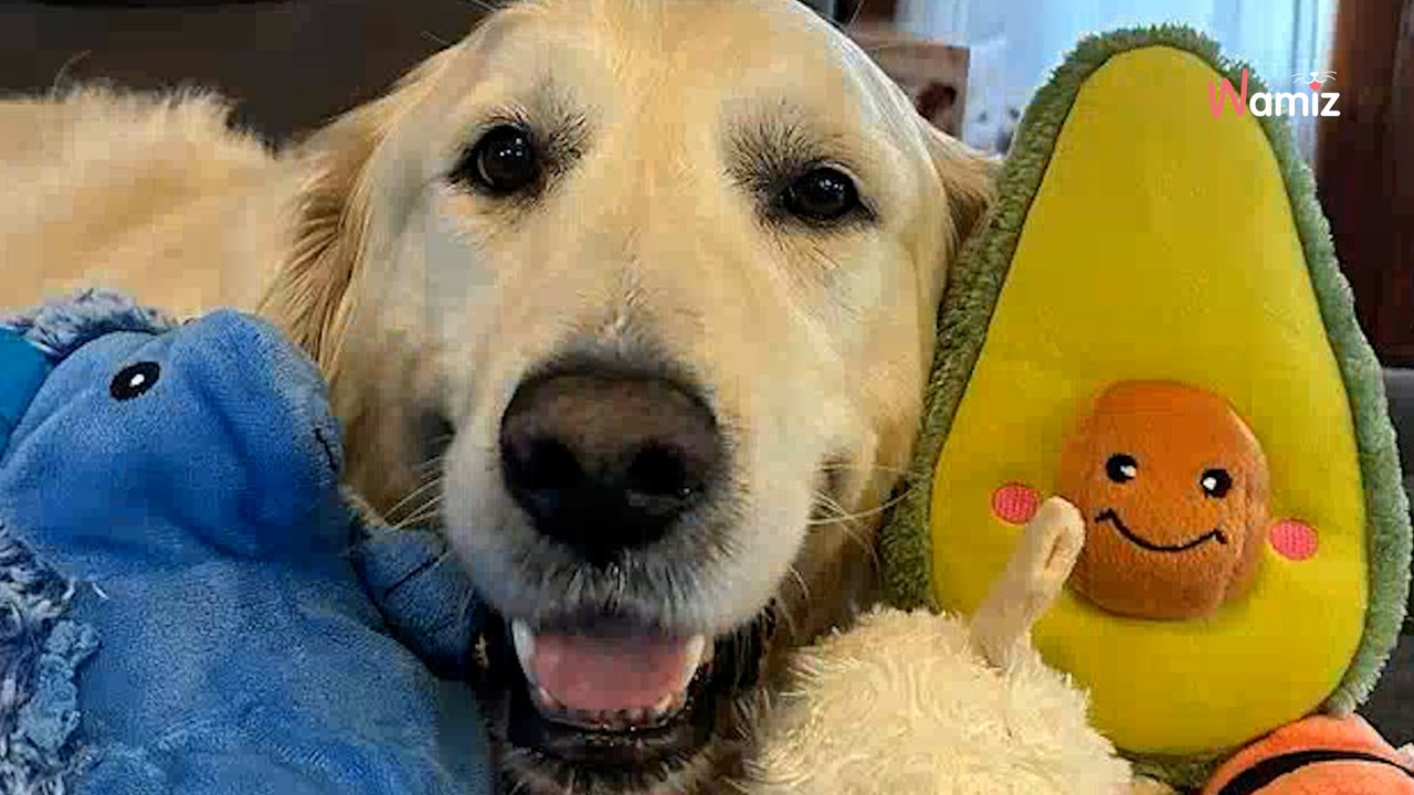 Paar nimmt gequälten Golden Retriever auf und hat eine Botschaft an seine Peiniger (Video)