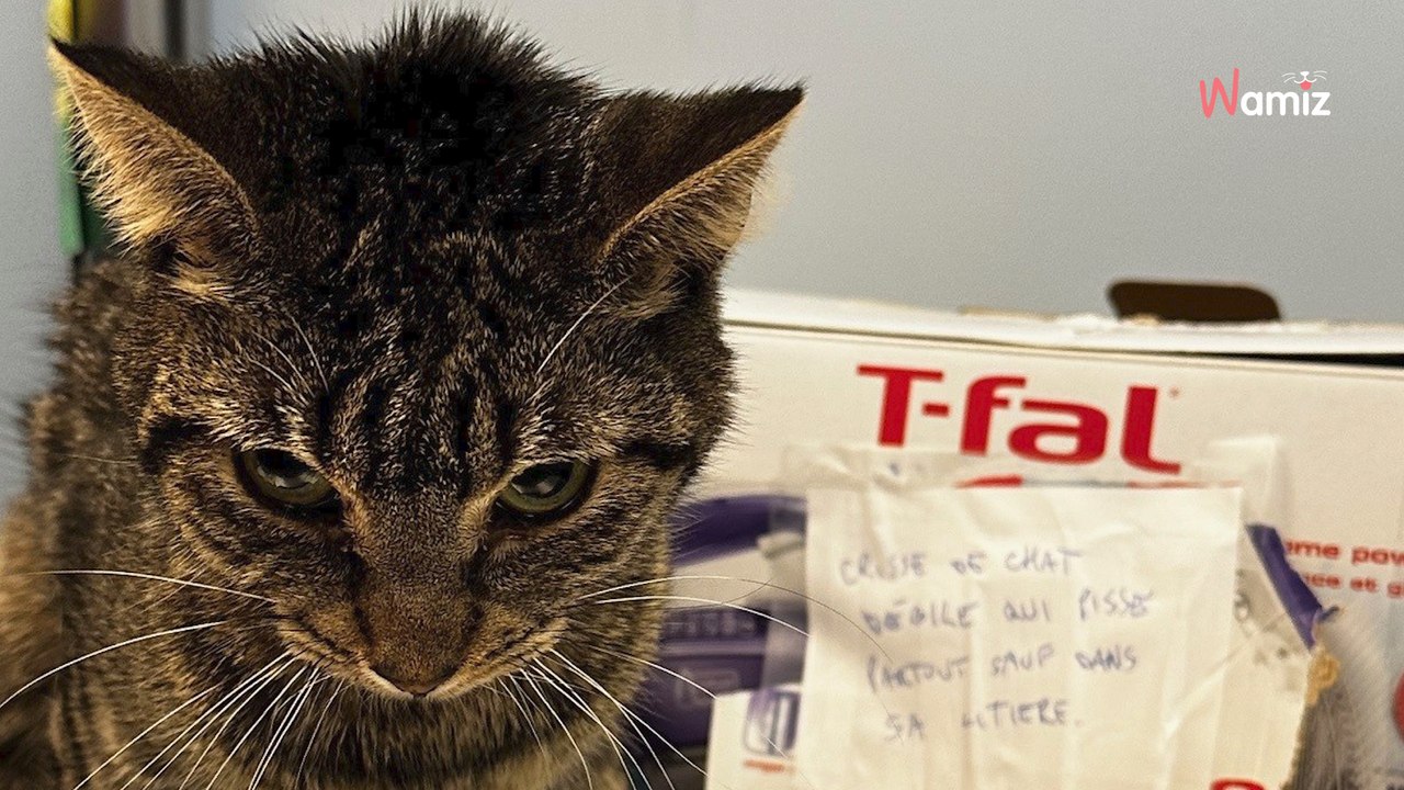 Un refuge trouve un chat dans une boîte en carton et découvre un mot choquant scotché sur l'une des faces