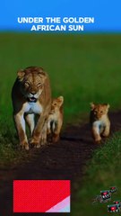 "Lion Cubs’ First Adventure! 🦁 Walking with Mom in the Wild