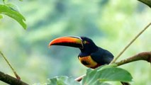 Orange Beak Toucan