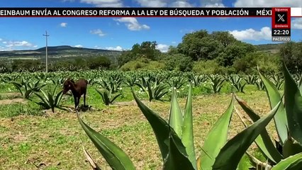 El Pulque, una bebida ancestral de México