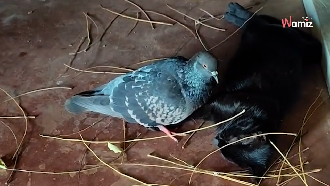 Une chatte attend des petits... et son meilleur ami pigeon l'aide à préparer leur arrivée