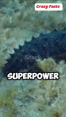 This Sea Creature Has the Most Disgusting Superpower! 🤢🌊