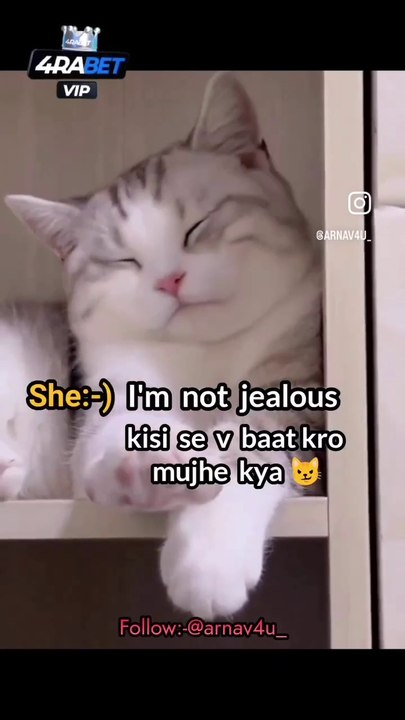 Funny kitten m not jealous