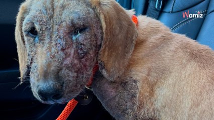 Une chienne atteinte de la gale est secourue : sa métamorphose va choquer tout le monde
