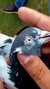 Subscribe Our YouTube Channel For Complete Videos youtube.com/@PakistanPigeonAssociation