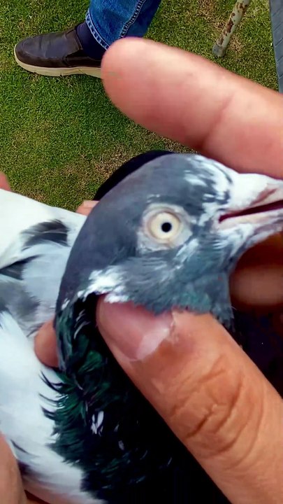 Subscribe Our YouTube Channel For Complete Videos https://www.youtube.com/@PakistanPigeonAssociation