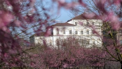 Venaria, orari prolungati e un Festival di musica e giochi per la fioritura dei ciliegi. Un «hanami» alle porte di Torino