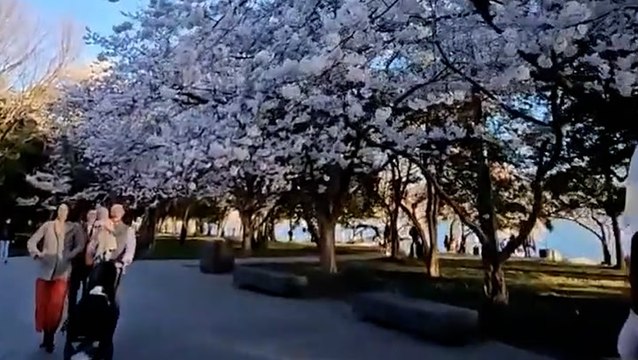 Breathtaking video shows cherry blossoms brightening up Washington DC as they reach peak bloom