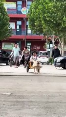 Perro leal escolta a niña a casa desde la escuela: La historia más conmovedora