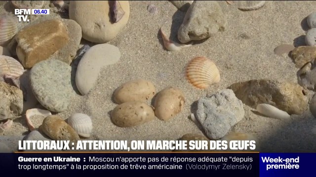 Tortues, oiseaux... Le conservatoire du littoral et plusieurs associations sensibilisent sur les œufs présents sur les plages