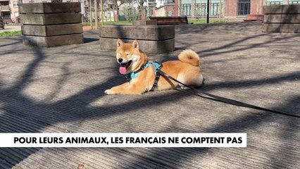 Pour leurs animaux, les Français ne comptent pas