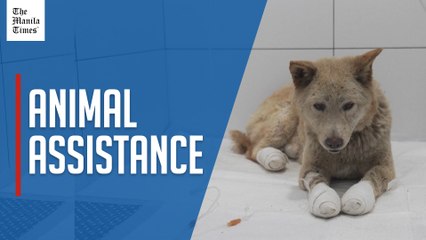 Rescuers race to save injured and displaced animals after SKorea's worst wildfires