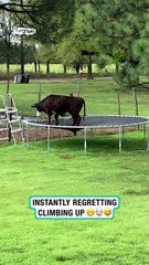 Lach dich schlapp mit Lustige Pfoten Ч. 25