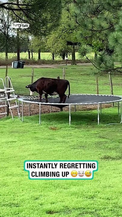 Lach dich schlapp mit Lustige Pfoten Ч. 25