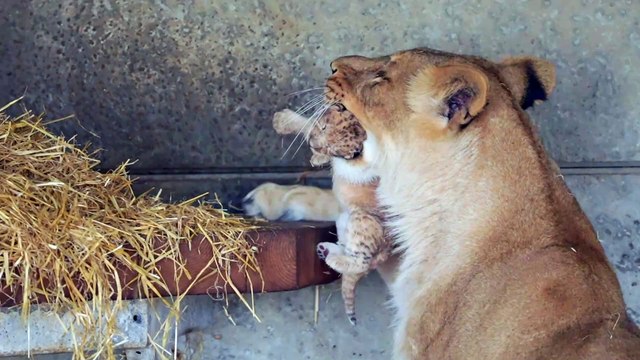 Lioness from war torn Ukraine gives birth to cubs at Doncaster's Yorkshire Widlife Park