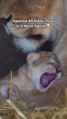 Cute lion cubs born at Doncaster's Yorkshire Wildlife Park