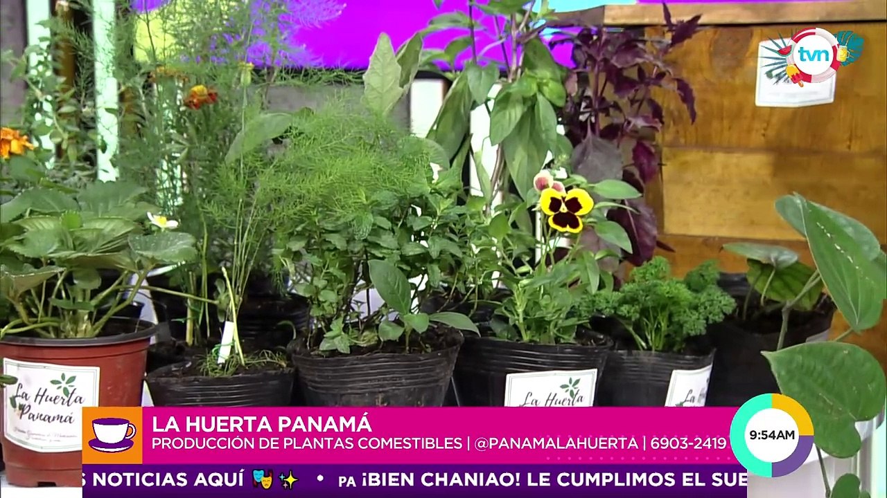 La huerta Panamá: producción de plantas comestibles