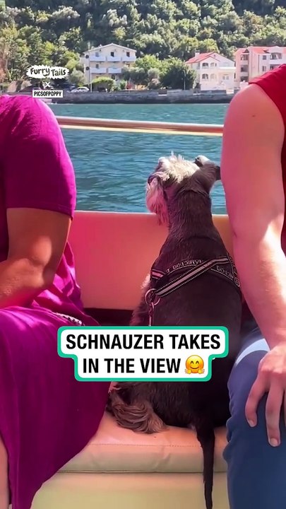 Lach dich schlapp mit Lustige Pfoten Ч. 19