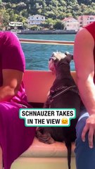 Lach dich schlapp mit Lustige Pfoten Ч. 19