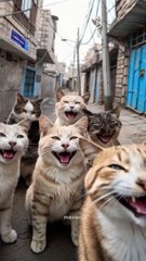 Saleemoffical presentation - we are here #cat