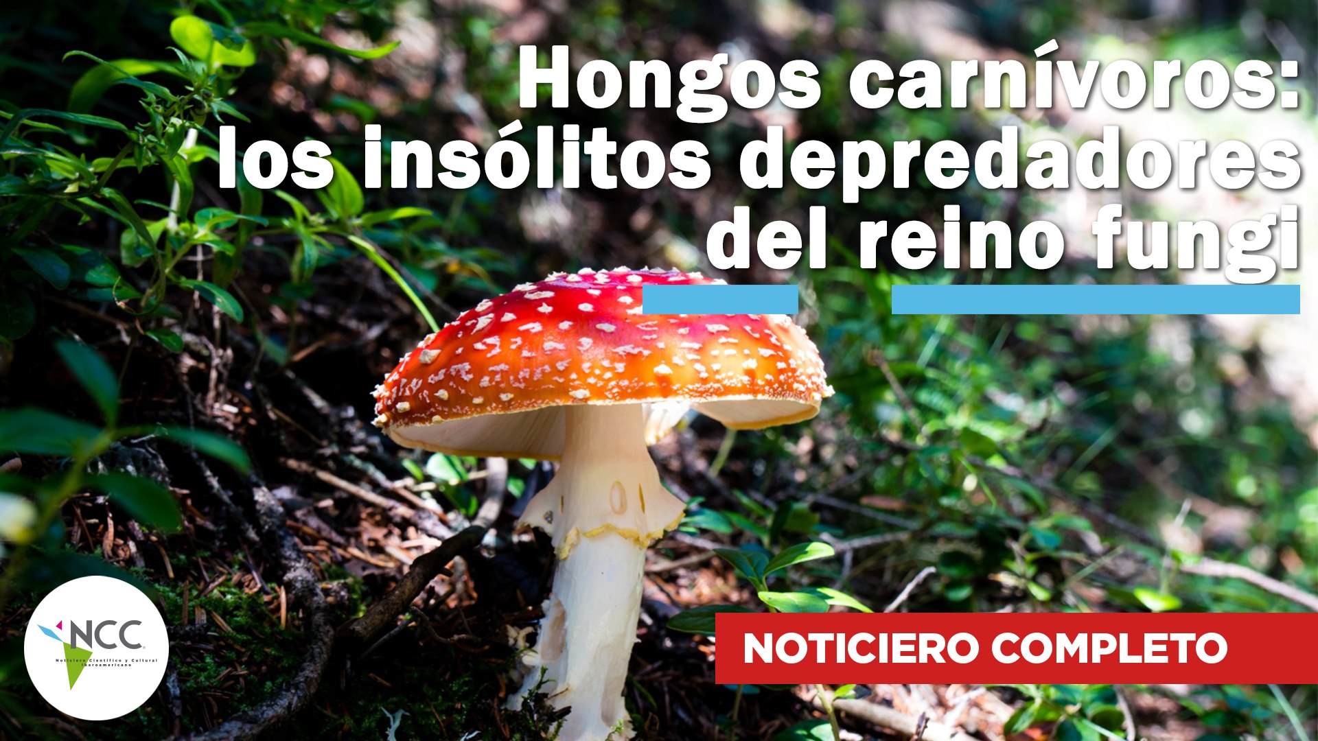 Hongos carnívoros: los insólitos depredadores del reino fungi | 746 | 31 de  marzo - 6 de abril 2025