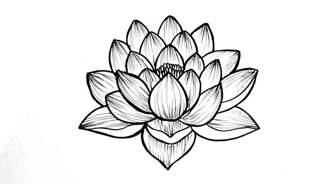 How to draw a lotus flower __ Easy step by step flower drawing