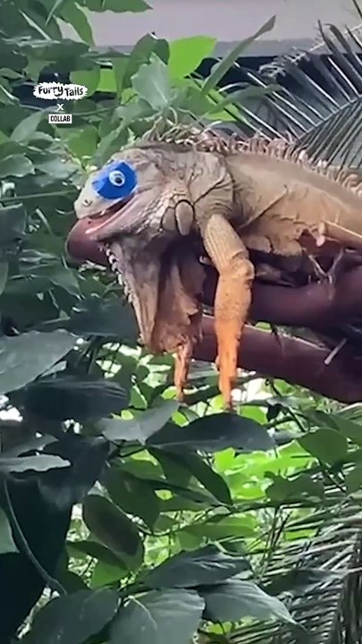 Lach dich schlapp mit Lustige Pfoten Ч. 20