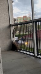 Baby Squirrel Climbs Out of Nest Every Time Mommy Squirrel Went Out