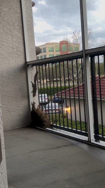 Baby Squirrel Climbs Out of Nest Every Time Mommy Squirrel Went Out