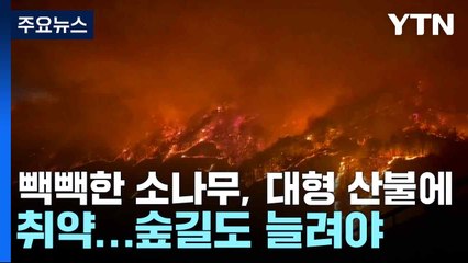 "빽빽한 소나무, 대형 산불에 취약...숲길도 늘려야" / YTN