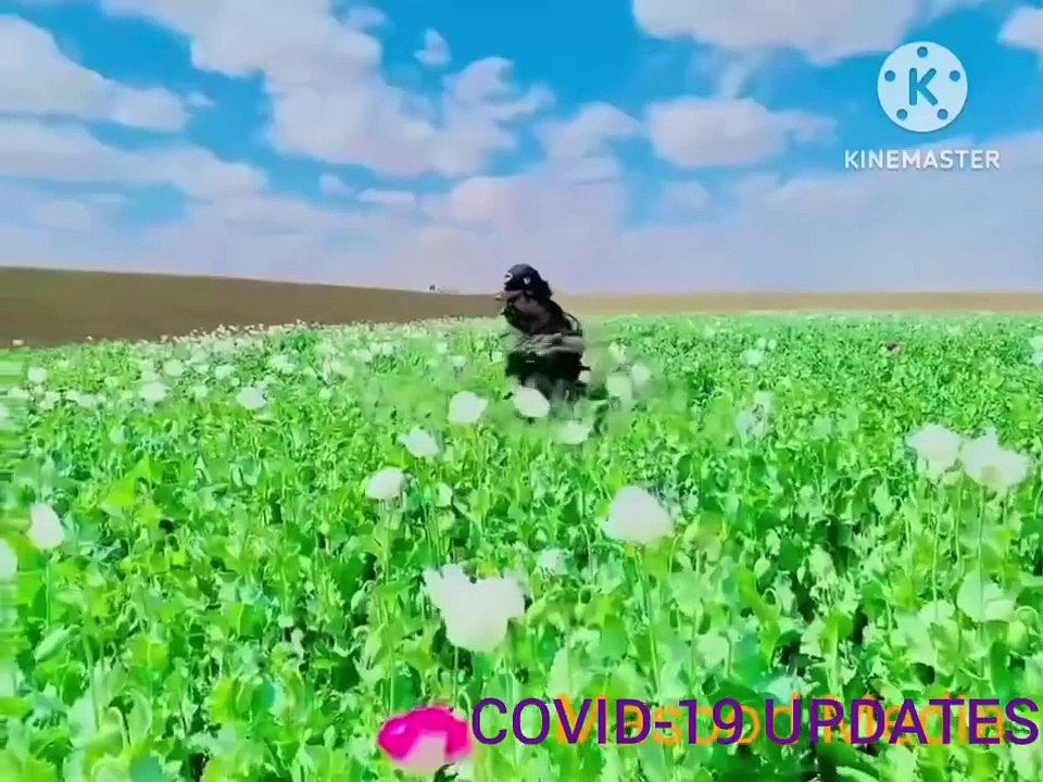 Opium plants are destroyed in Balochistan