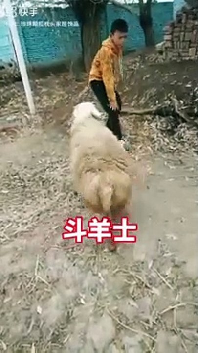 Best_funny_videos___funny_video_2023_1