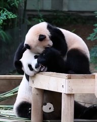 🐼 Welcome to the enchanting world of Pandas! 🌿 In this thrilling video, w