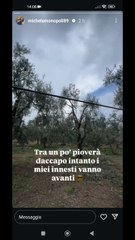 gli innesti vanno avanti