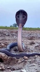 Discover the most dangerous snakes on the planet and their lethal hunting techniques in the wild.