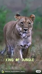 Experience the Majesty of the Lion, King of the Jungle 🦁