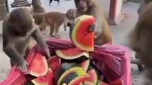 Monkey 🐒 banana