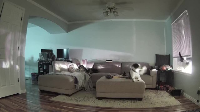 Dog Jumps Into Her Crate Upon Seeing Her Owner, Pretending She's Been There All Along