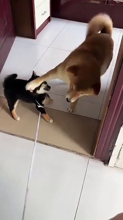 Meow & Woof Universe