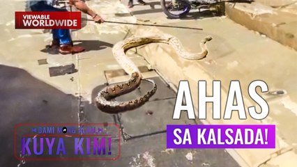 Higanteng ahas, namataan sa gilid ng kalsada! | Dami Mong Alam, Kuya Kim!