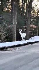 It looked like an ice sculpture