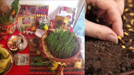 Chaitra Navratri Jau Bone Ki Vidhi: नवरात्रि में जौ क्यों बोया जाता है, जौ बोने की विधि...|