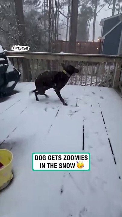 Dog gets zoomies in the snow