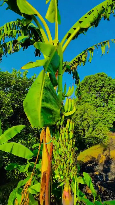 Village Colours  Green Village #maxrecords #larkana #sindh #pakistan #villagelife #nature #village #sindhi