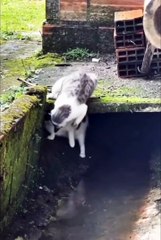 Cute cat😼❤️ #shorts #cat #catvideos