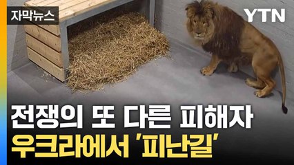 [자막뉴스] 동물들도 후유증 겪는다... '전쟁의 참상' 고스란히 / YTN
